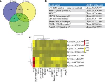 Overexpression of soybean GmNAC19 and GmGRAB1 enhances root growth and water-deficit stress tolerance in soybean